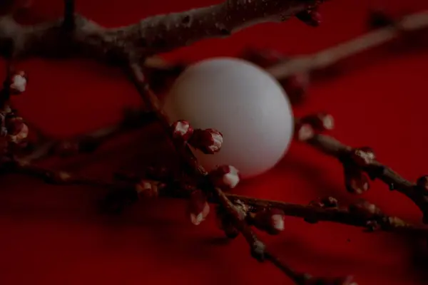Kayısı Ağacı Dalı Kırmızı Zemin Üzerinde Yumurta Lkbahar Paskalya Arkaplanı — Stok fotoğraf