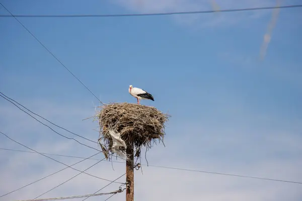 Ooievaar Zijn Nest Lente Europa Sky — Stockfoto