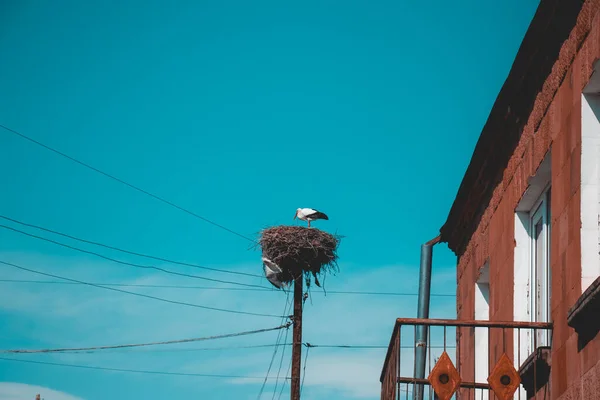 Stork His Nest Spring Day Sky — Stock Photo, Image