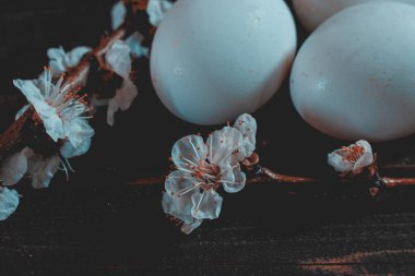 Kayısı ağacı dalı ve tahta üzerinde yumurtalar. Bahar ve Paskalya arkaplanı
