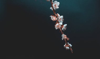 Siyah arka planda kayısı ağacı dalı. Bahar ve Paskalya arkaplanı