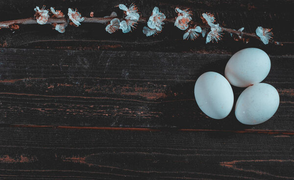 Apricot tree branch and eggs on wooden board. Spring and Easter background