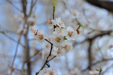 Çiçek açan ağaçlar arka plan baharı