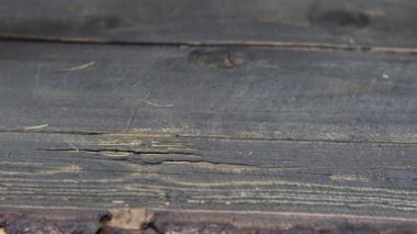 Kuş yumurtaları tahta bir tahtanın üzerinde yuvarlanır