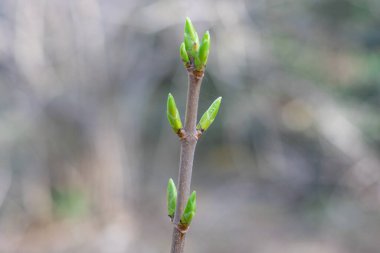 Bulanık bir arkaplanda dallar birbirine yakın.