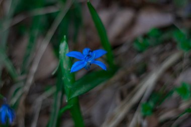 Orman çiçekleri ve bitkiler bulanık bir arka planda yakın plan