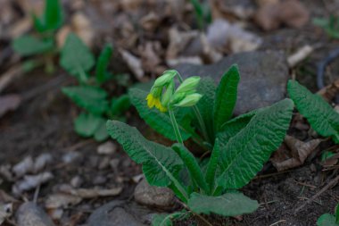 Orman çiçekleri ve bitkiler bulanık bir arka planda yakın plan