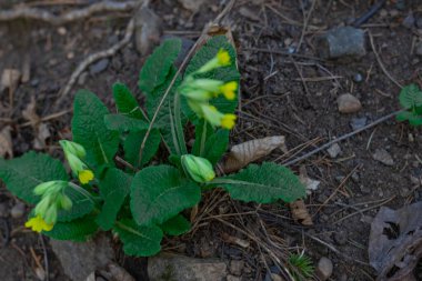 Orman çiçekleri ve bitkiler bulanık bir arka planda yakın plan