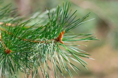 Bulanık bir arkaplanda çam ağacı yakın plan