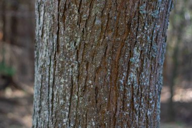 Bulanık arkaplanda ağaç gövdesi yakın plan