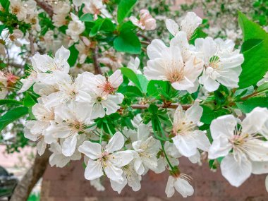 Kiraz Ağacı Bahar Çiçeği. Bahar arkaplanı