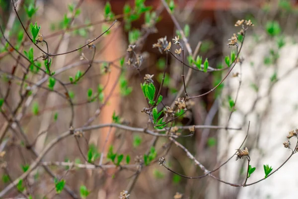 Gros Plan Des Branches Sur Fond Flou — Photo