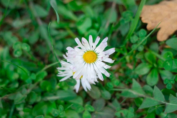 Flores Plantas Del Bosque Cerca Sobre Fondo Borroso — Foto de Stock