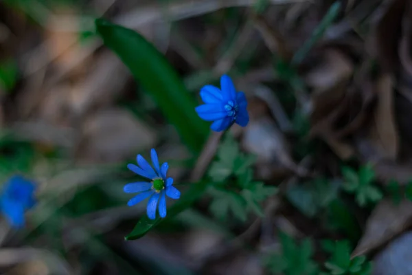 Waldblumen Und Pflanzen Nahaufnahme Auf Verschwommenem Hintergrund — Stockfoto