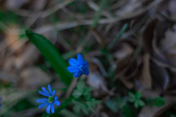 Forest Flowers Plants Close Blurry Background — стоковое фото