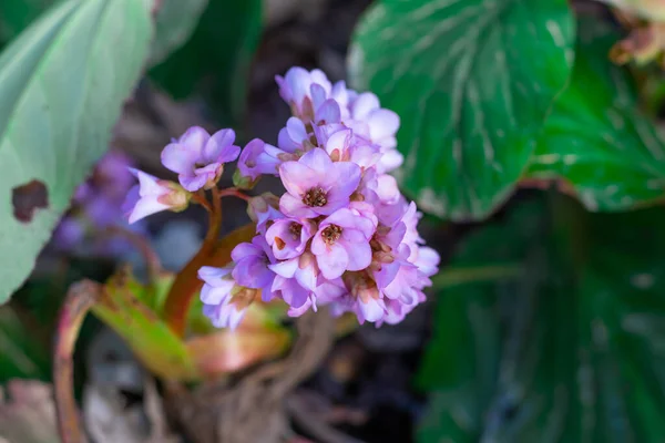 Forest Flowers Plants Close Blurry Background — стоковое фото