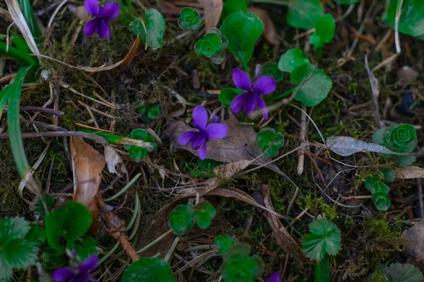 Orman çiçekleri ve bitkiler bulanık bir arka planda yakın plan
