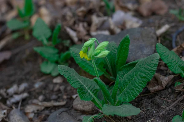 Orman çiçekleri ve bitkiler bulanık bir arka planda yakın plan