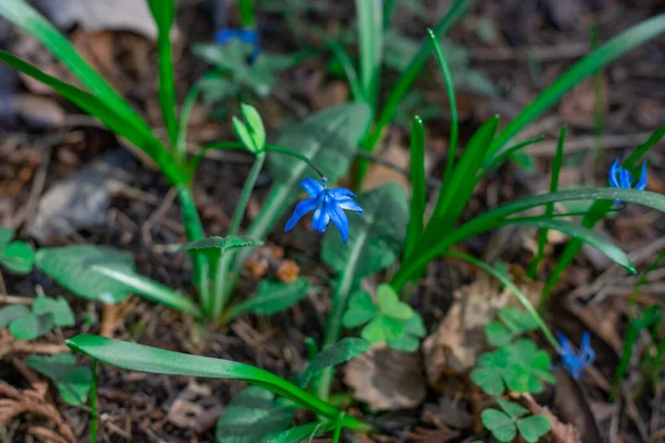Orman çiçekleri ve bitkiler bulanık bir arka planda yakın plan