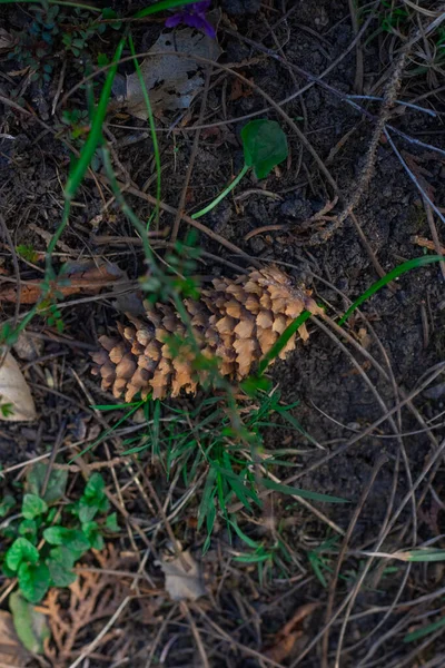 Bulanık bir arkaplanda orman bitkileri yakın plan
