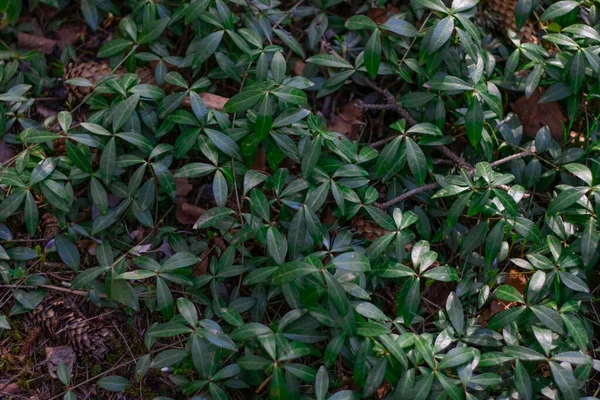 Plantas Forestales Primer Plano Sobre Fondo Borroso —  Fotos de Stock