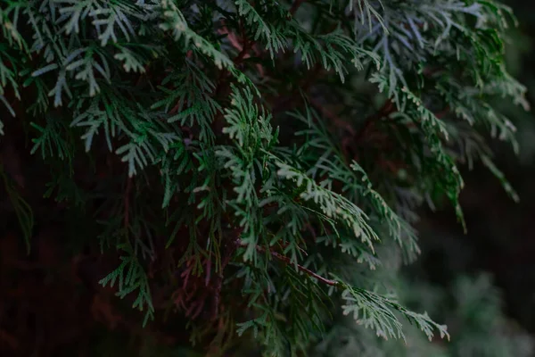 Albero Thuja Verde Primo Piano Sfondo Sfocato — Foto Stock