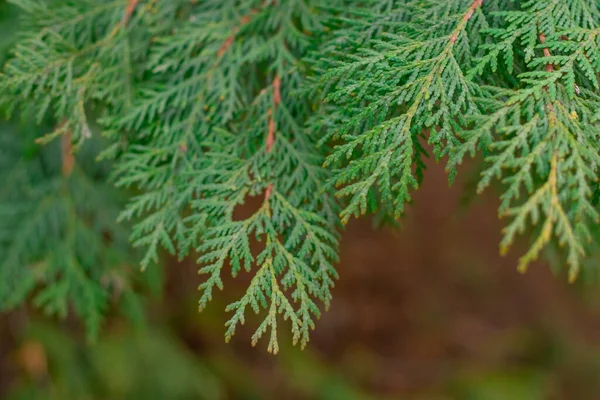 Green Thuja Tree Close Blurry Background —  Fotos de Stock