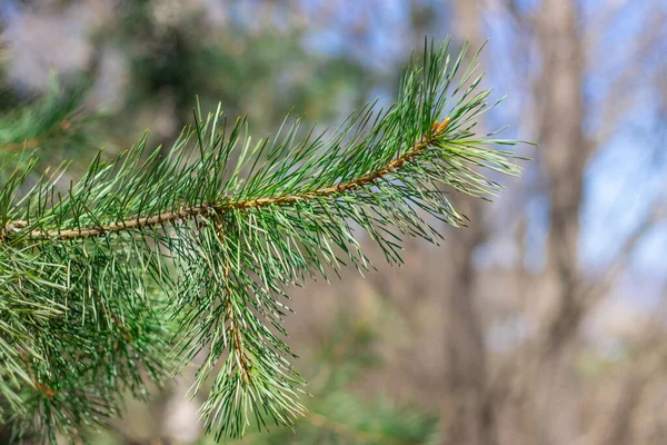 Pine Tree Close Blurry Background — Stock Photo, Image