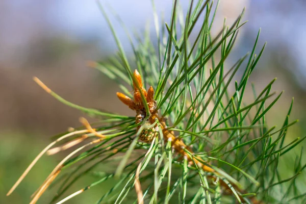 Pine Tree Close Blurry Background —  Fotos de Stock