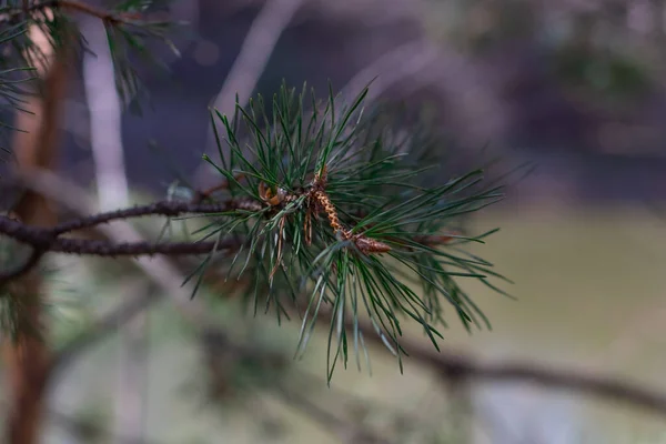 Pine Tree Close Blurry Background —  Fotos de Stock