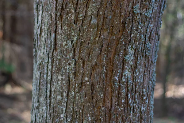 Крупный План Ствола Дерева Размытом Фоне — стоковое фото