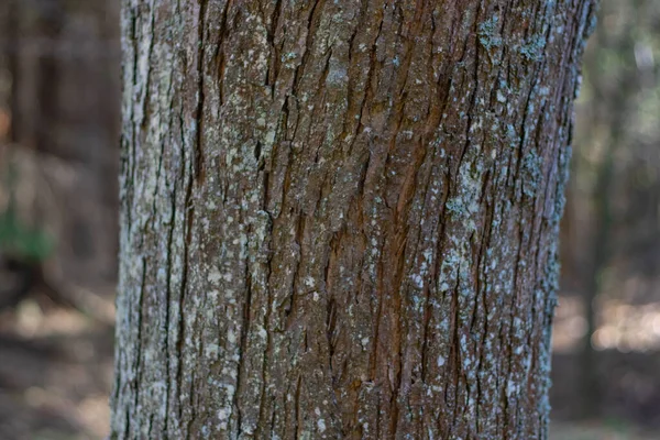 Baumstamm Großaufnahme Auf Verschwommenem Hintergrund — Stockfoto