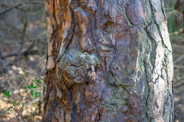 Árbol Tronco Primer Plano Sobre Fondo Borroso —  Fotos de Stock