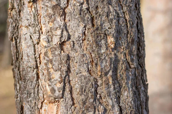 Árbol Tronco Primer Plano Sobre Fondo Borroso —  Fotos de Stock