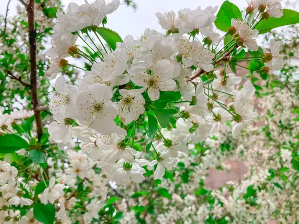 Kiraz Ağacı Bahar Çiçeği. Bahar arkaplanı