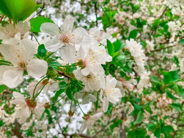 Kiraz Ağacı Bahar Çiçeği. Bahar arkaplanı