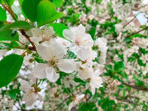 Kiraz Ağacı Bahar Çiçeği. Bahar arkaplanı