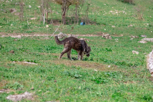 Chien Solitaire Errant Dans Village — Photo