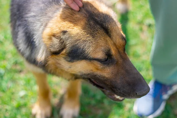 Lonely Stray Dog Village — Fotografia de Stock