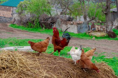 Köydeki kümes hayvanları, köy geçmişi.