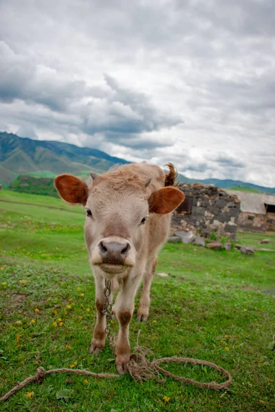 Cow Beautiful Green Alpine Meadow Mountains Background Cows Pasture — Fotografia de Stock
