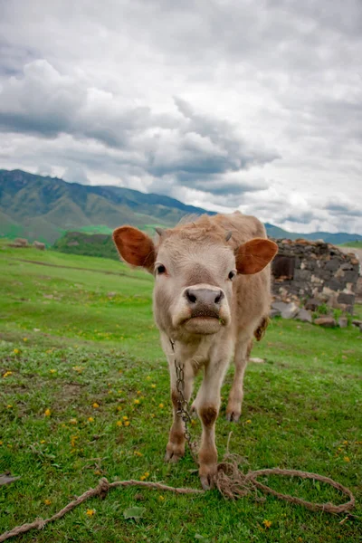 Cow Beautiful Green Alpine Meadow Mountains Background Cows Pasture — Zdjęcie stockowe
