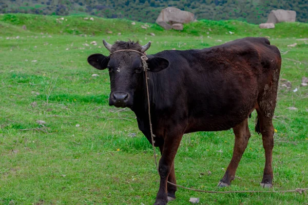 Cow Beautiful Green Alpine Meadow Mountains Background Cows Pasture — Foto Stock