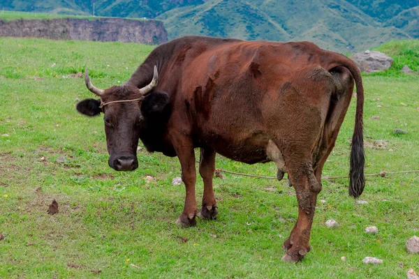 Cow Beautiful Green Alpine Meadow Mountains Background Cows Pasture — ストック写真