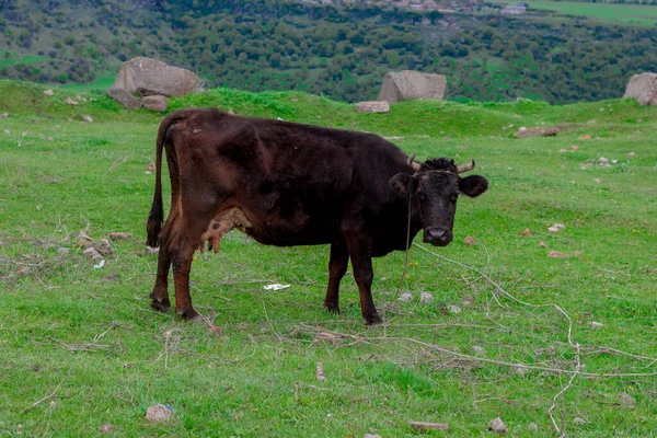 Cow Beautiful Green Alpine Meadow Mountains Background Cows Pasture — ストック写真