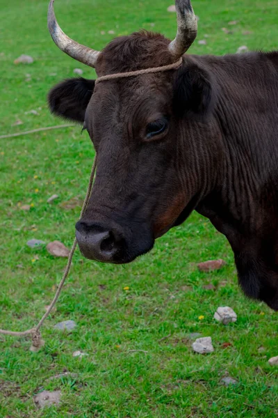 Cow Beautiful Green Alpine Meadow Cows Pasture — Foto Stock