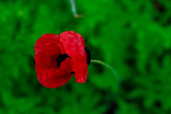 Flower Red Mac Green Background — Stock Photo, Image