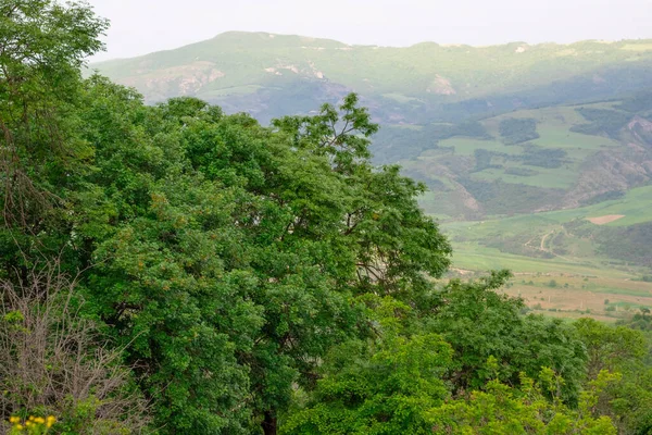 Beautiful Green Forest Lots Trees — Stock Fotó