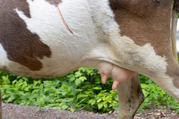 Vache Est Sur Route Derrière Une Belle Forêt Verte — Photo