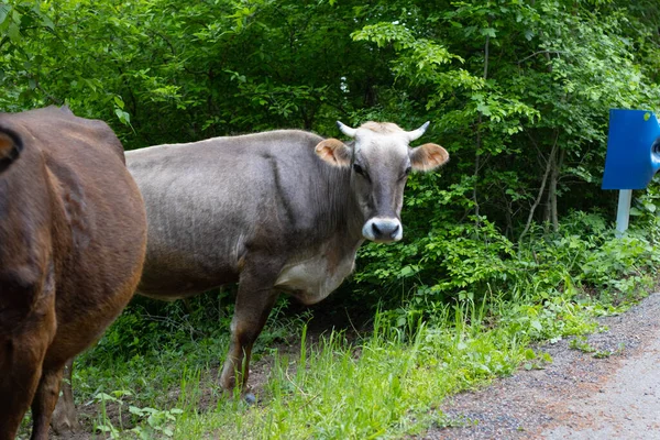 Cow Road Beautiful Green Forest — Fotografia de Stock